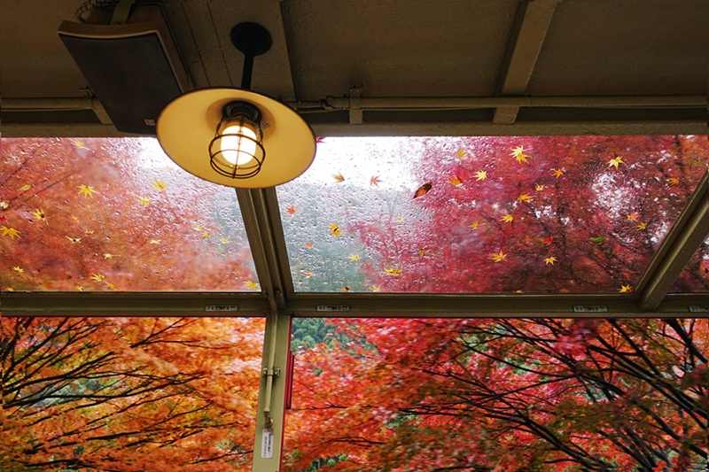 5 Tips to Improve Your Indoor Air Quality This Fall